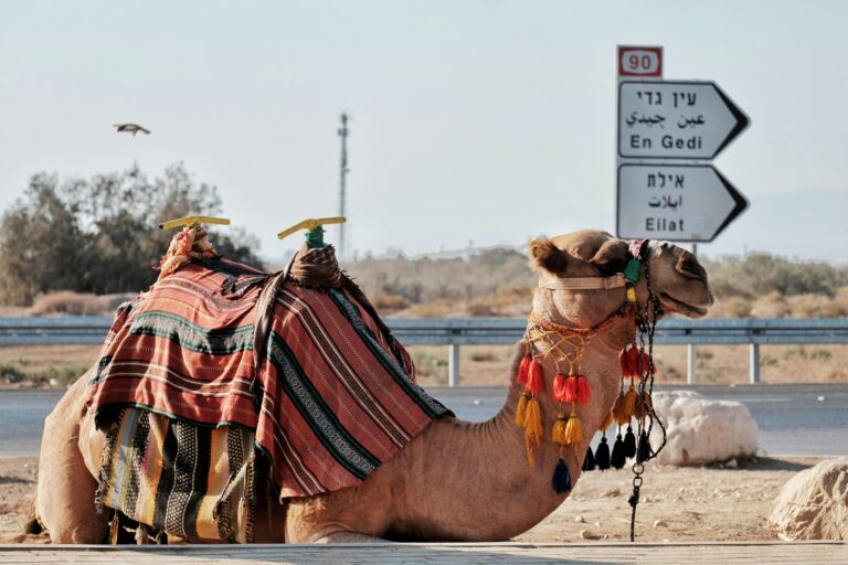 לחקור את אבני החן הנסתרות של אילת: מדריך הטיולים האולטימטיבי שלך